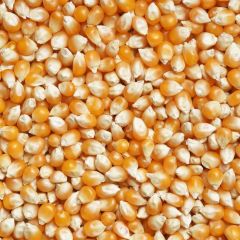 SPL Foods Popcorn Kernels 