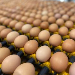 Ellis Eggs Free Range Eggs Medium 15 Dozen 