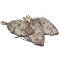 John Dory Whole 