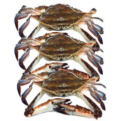 Soft Shell Crab x 18 