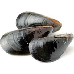 Mussels Live - River Teign 